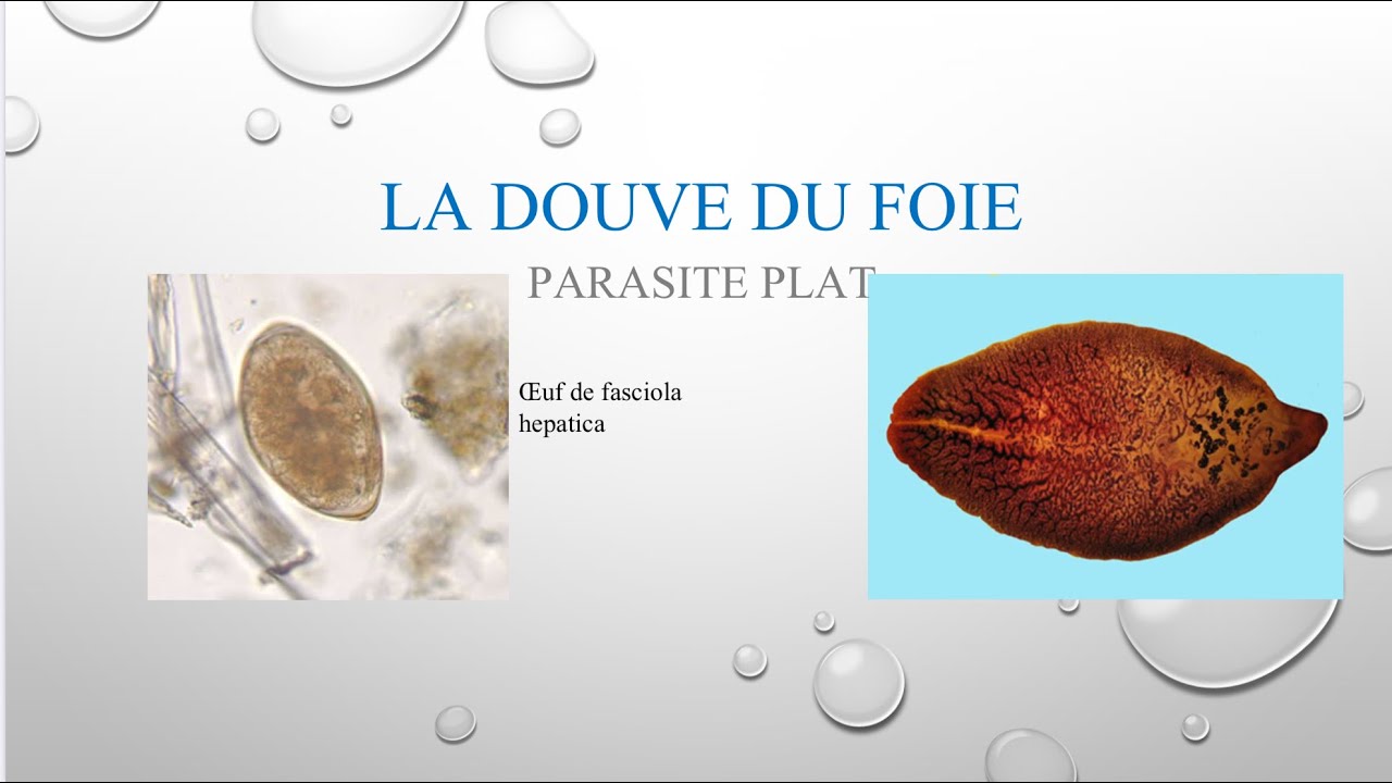 REPRODUCTION des VERS de TERRE - Reproduction, développement, naissance