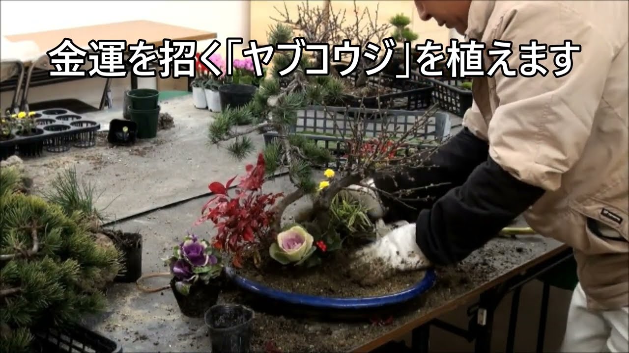 フラワーランド緑生園の幸せ園芸 お正月の寄せ植えづくりに挑戦 和風 