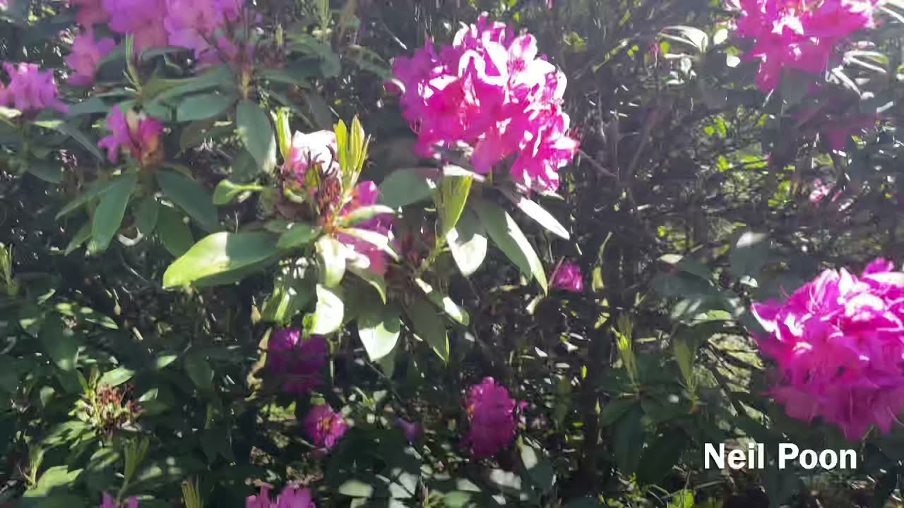 Rhododendron ‘PURPLE SPLENDOUR’ | लालि गुरास् -Series 6