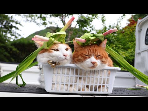 旧暦子供の日 菖蒲の兜 のせた猫たち 2024 240610 - YouTube