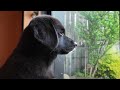 【犬Vlog】家の中しか知らない子犬がはじめて庭に出てみた一日
