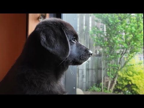 A day when a puppy who only knows the house goes out into the