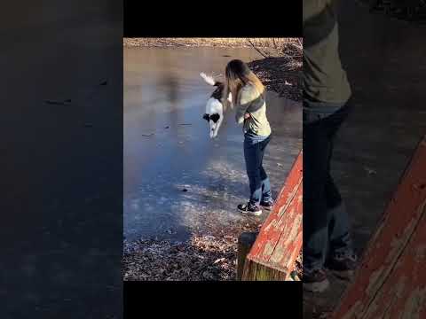 Funny Dogs Pet Dogscats Dogshorts Dog Doglover Doglife 