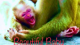 Newborn Baby Monkey Libby| Mummy Libby Really Happy