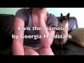 Elvis the Siamese Cat Will Not Be Ignored の動画、YouTube動画。