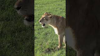 Powerful Lion Growl