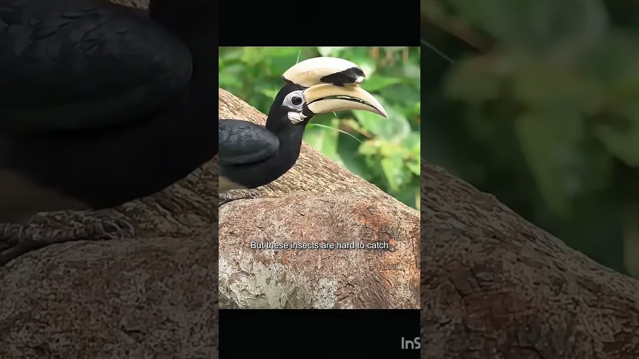 September 6, 2025.  "Astonishing Rare Bird Spotted in Jungle 🌴🦜 | Shocking Wildlife Moment"