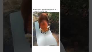 Wildlife sanctuary makes an ice bed for a red panda on a hot day 🥹❤️‍🩹