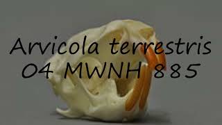 How To Pronounce Arvicola Terrestris 04 Mwnh 885 In Malay?