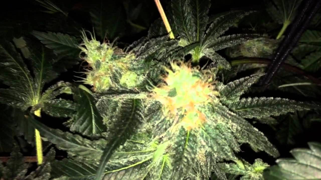 White widow x Big bud week 6 flower