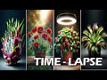 Top 30 most beautyful timelapse ive ever seen  greentimelapse gtl timelapse