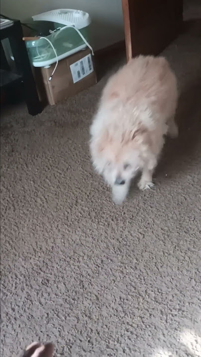 20 Years With Shay: The Dog Who Changed My Life Forever