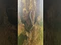 Milpiés gigante de Puerto Rico / giant Millipede