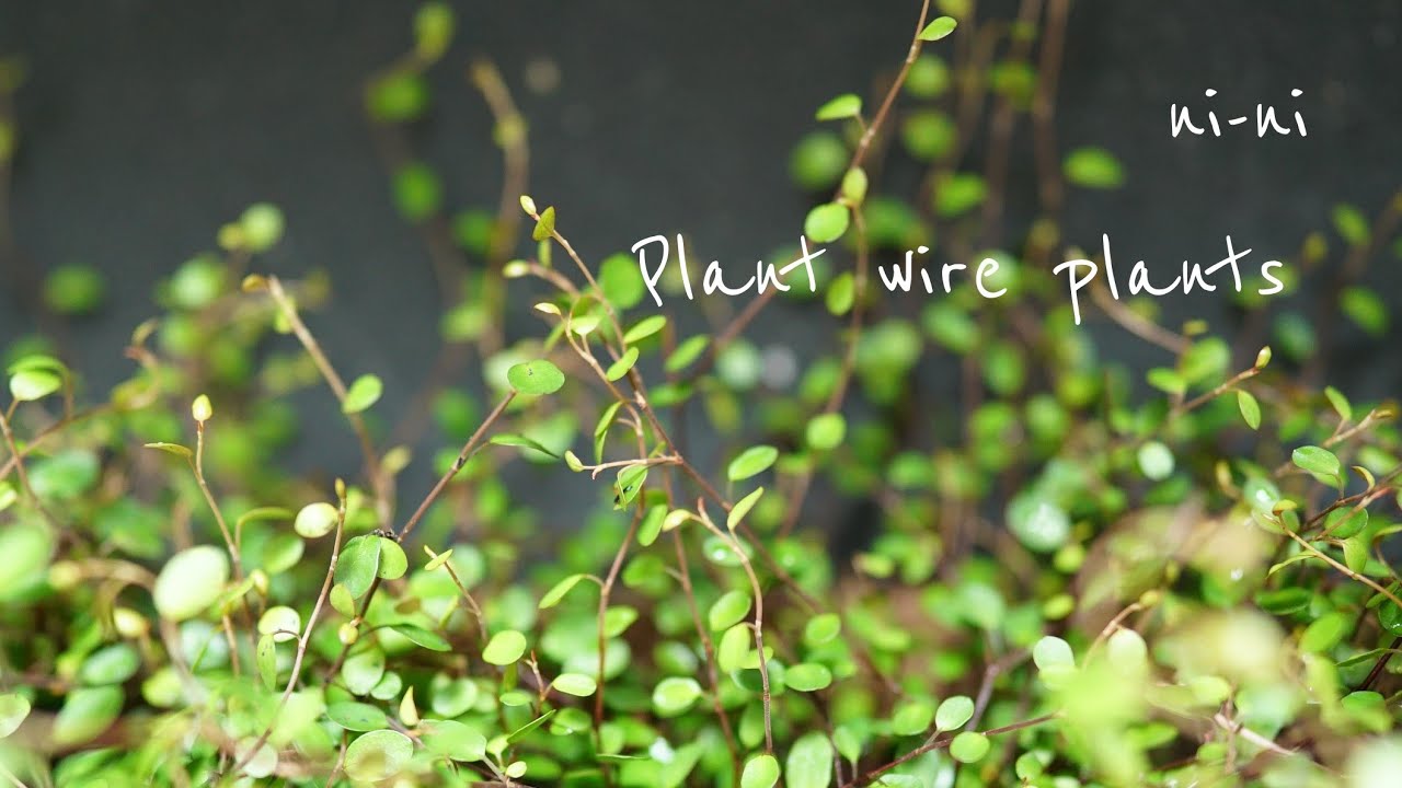 観葉植物花屋 Florist Wire Plans 花屋の仕事 置き場に合わせて自作したプランターへ ワイヤープランツを植え込む Youtube