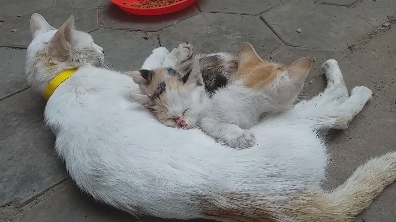 So comfortable baby cats sleep with mom cat YouTube
