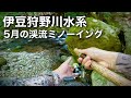 【伊豆の渓流釣り】久しぶりに息子と釣りに!