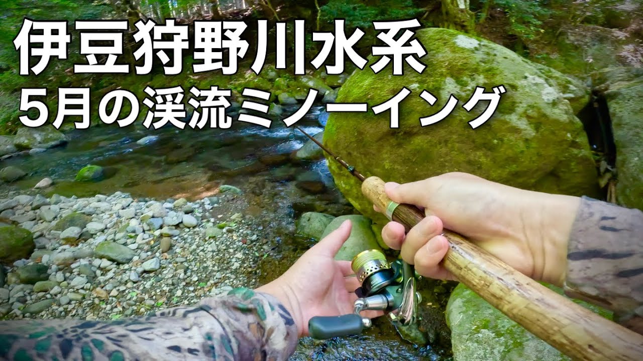 【伊豆の渓流釣り】久しぶりに息子と釣りに!