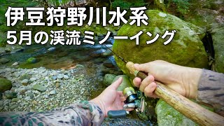 【伊豆の渓流釣り】久しぶりに息子と釣りに！