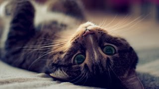 Мешает ли кошка духовной жизни? Мешает ли кошка духовной жизни?