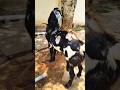 Beetal goats for sale