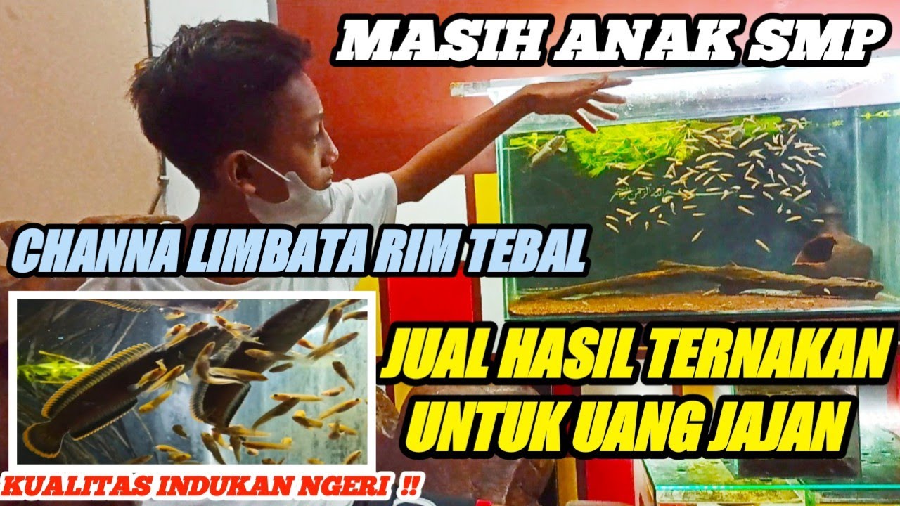 MASIH SMP SUDAH SUKSES TERNAK CHANNA LIMBATA RIM TEBAL !!HASILNYA