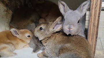 Why You Should Turn Your Rabbit Nest Box Sideways | Rabbitry