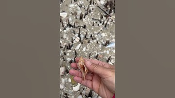 *PERFECTION* True Tulip #beach #nature #shelling #seashells