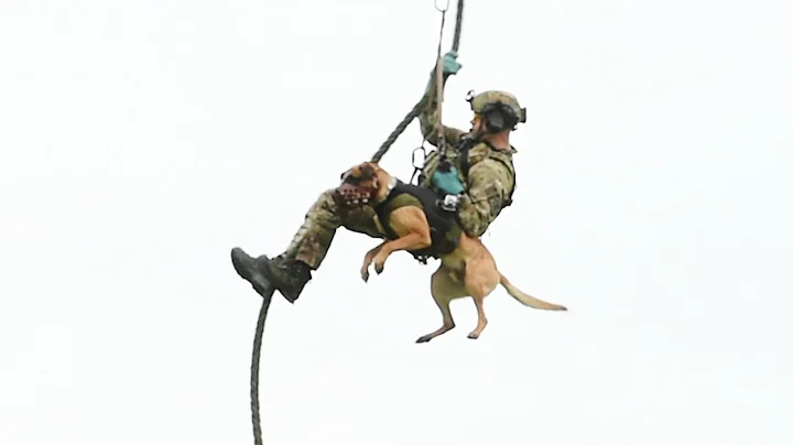 High flying NY State Police K9 loves rappelling ou...