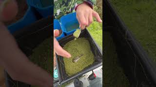 Nufish Silo!!! Wow! So my daughter decided she wanted to come fishing with me, she loves this feeder