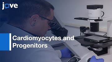Cardiomyocytes and Progenitors generated from Stem Cells | Protocol Preview
