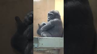 Little Gorilla Rubbing His Hand. Kintaro