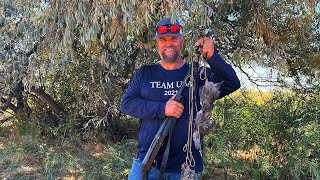 First quail hunt of the season with my Brittany. by Jason Rossman 1,452 views 1 year ago 7 minutes, 4 seconds