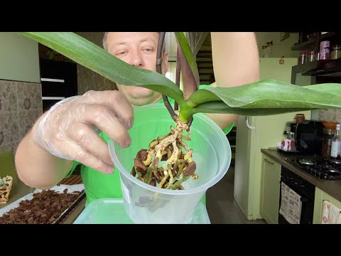 ОРХИДЕЯ после покупки в магазине, полив орхидеи и ПЕРЕСАДКА после цветения фаленопсиса