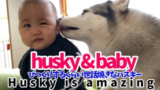 【犬と赤ちゃん】優しすぎるハスキー犬の子育て【Husky】 adorable baby and dog　＃2