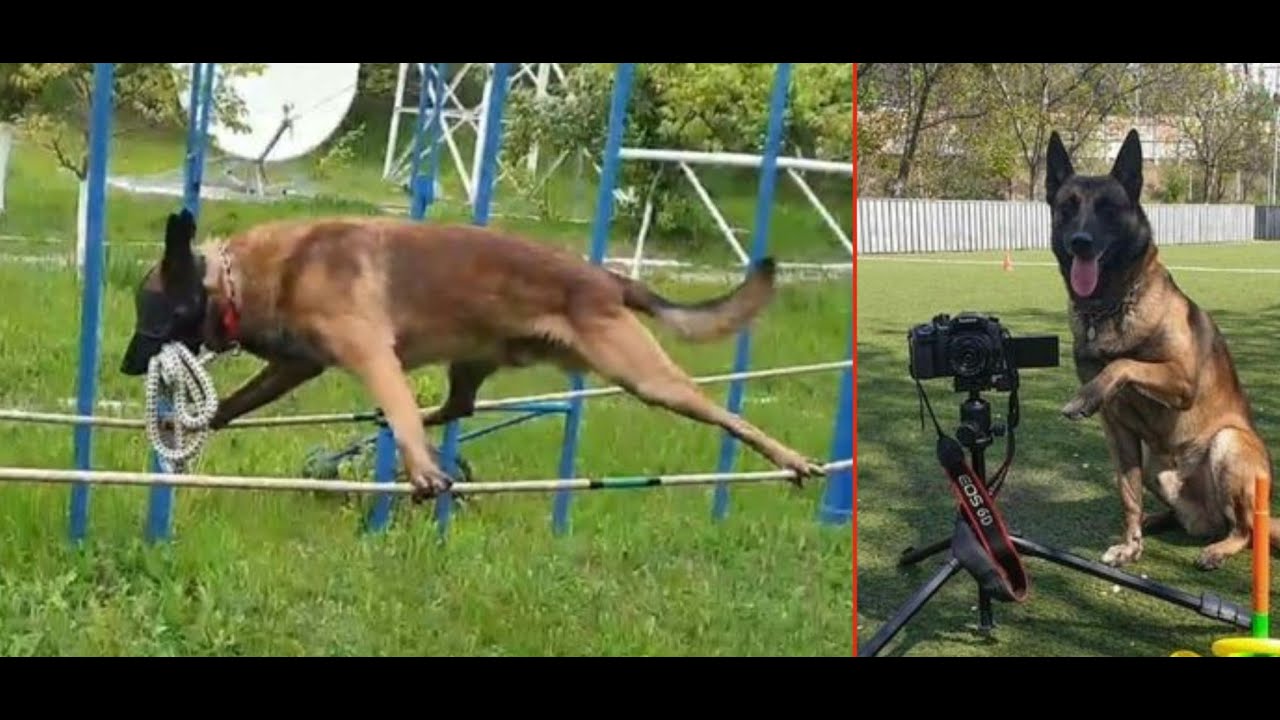Lachi Rasool Lachi the most skilled dog there is - YouTube