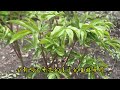 想要芍药开花多 掌握4点花大又多 养护管理简单又省心一看就会 想要芍药开花多 掌握4点花大又多 养护管理简单又省心一看就会