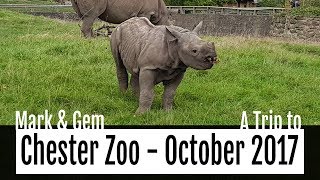 A Trip to Chester Zoo - October 2017 - Baby Bear, Baby Rhino, New Species