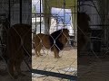 German Zoo Moments – Lion, Tiger, Zebra & More - Part 5