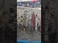 Gabonés, calamar,lubinas, boras, sardinas...