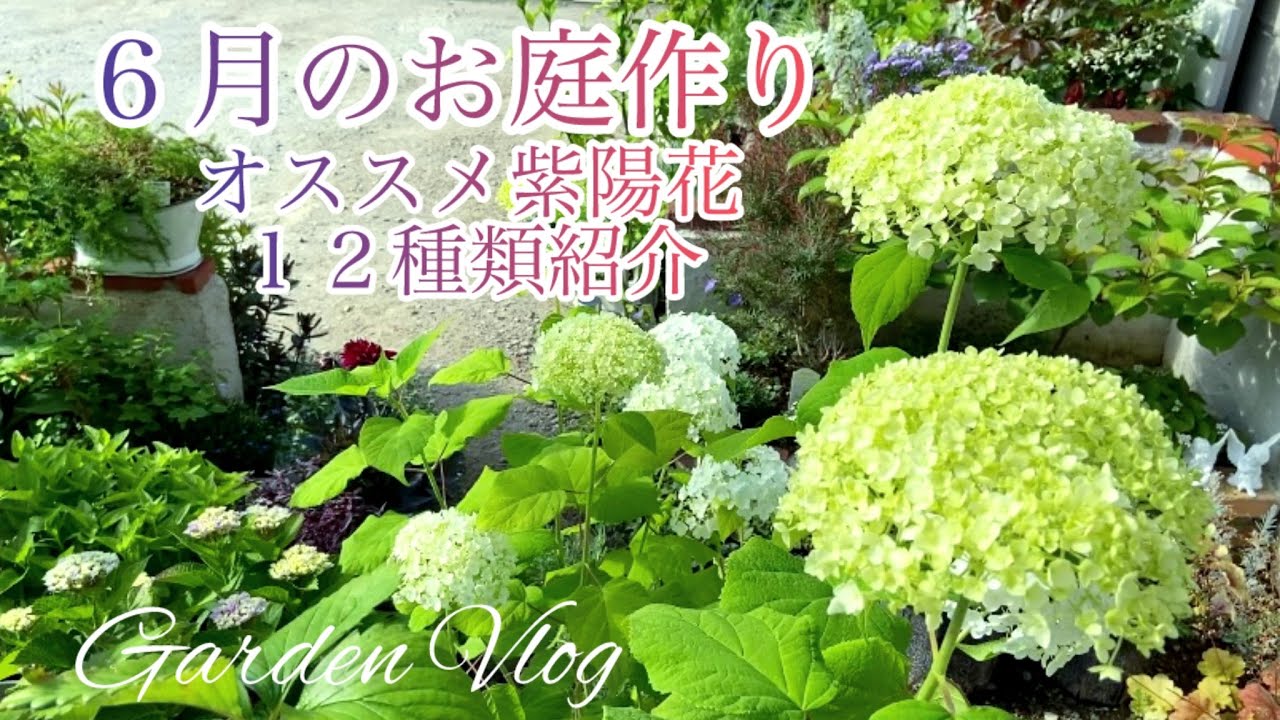 ガーデニング】6月のお庭作り／植えてよかったオススメ紫陽花12種