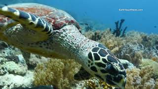 Celebrating World Oceans Day in 4K Full HD
