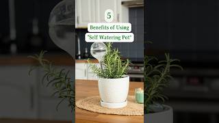 Benefits Of Self Watering Plant Pot  Do We Really Need Self Watering Pot begginersguide