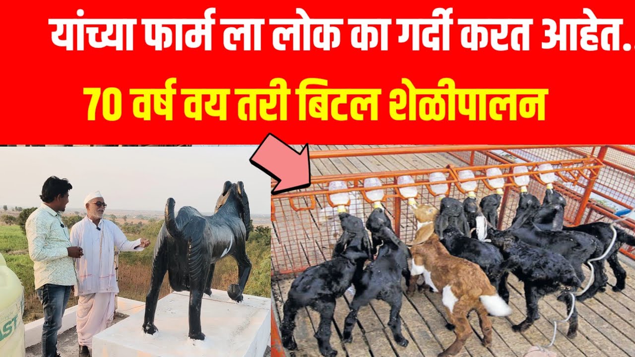bital Sheli palan | got farming | sheliPalan mahiti marathi | बिटल शेळीपालन माहिती | शेळीपालन माहिती