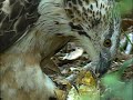Pernis ptilorhynchus『蜂の子を食すハチクマ』