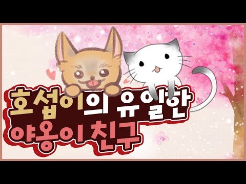 호섭이의 유일한 야옹이 친구 (Vlog <strong>Hong</strong> Bang <strong>Jang</strong>)[PET] - 홍방장