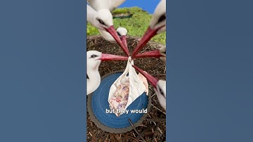 Can A Stork Carry A Baby? 🤔
