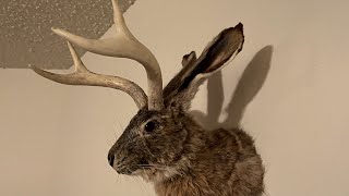 Jackalope Mount (Finishing Touches)