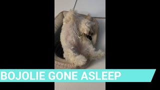 BoJolie Gone Asleep by BoJolie The Shih Tzu Poodle 1,233 views 3 years ago 1 minute, 12 seconds