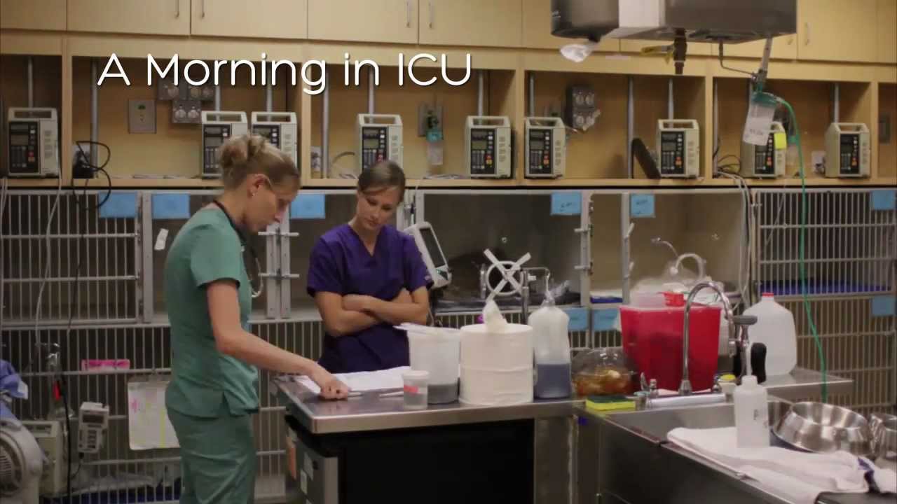 Veterinary ICU Time Lapse