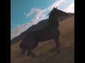 Trying to get drone shot doesnt end well horse runs him over shorts animals horse